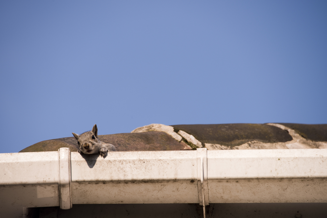 What damage can squirrels do in the attic?